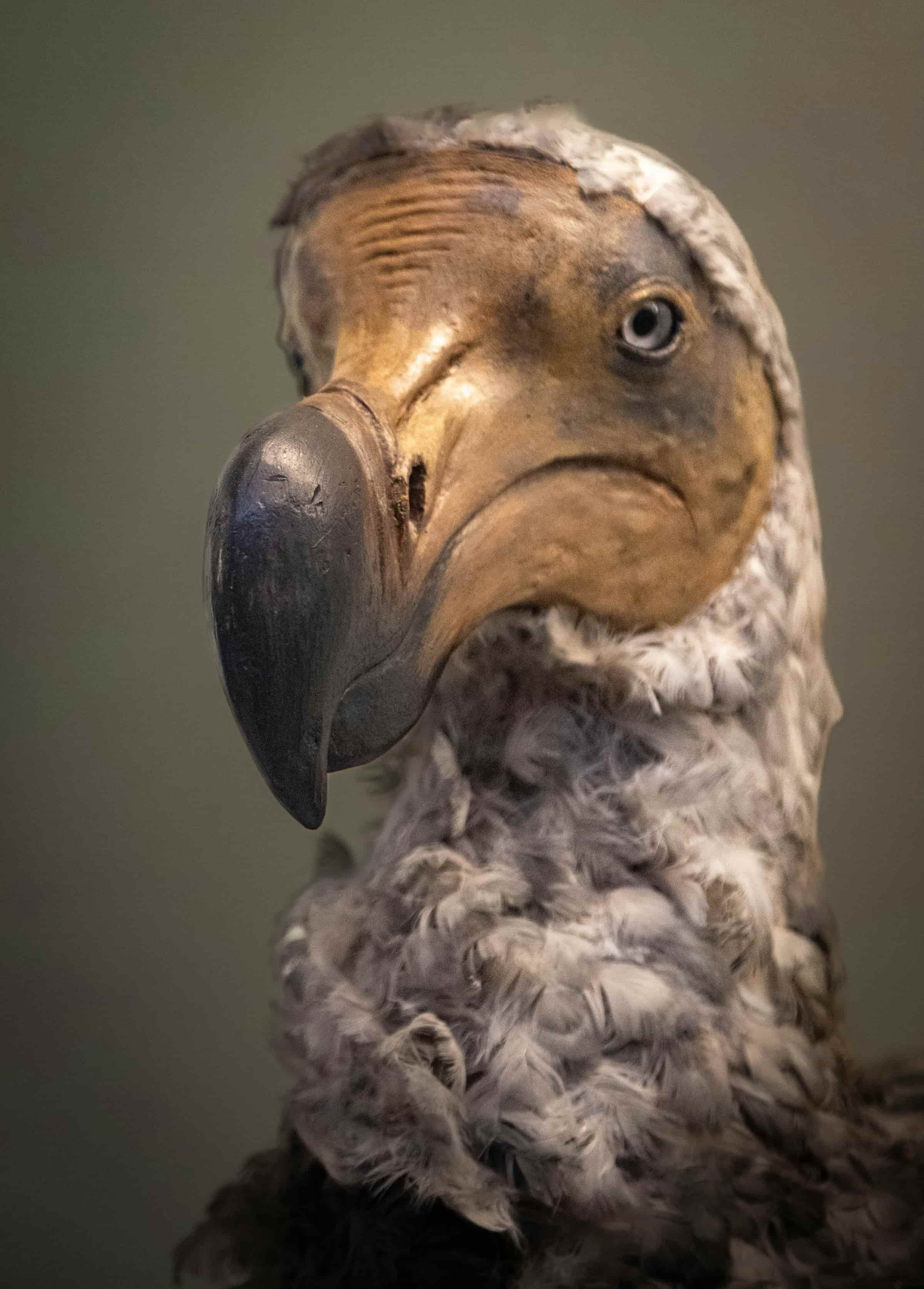 Dodos