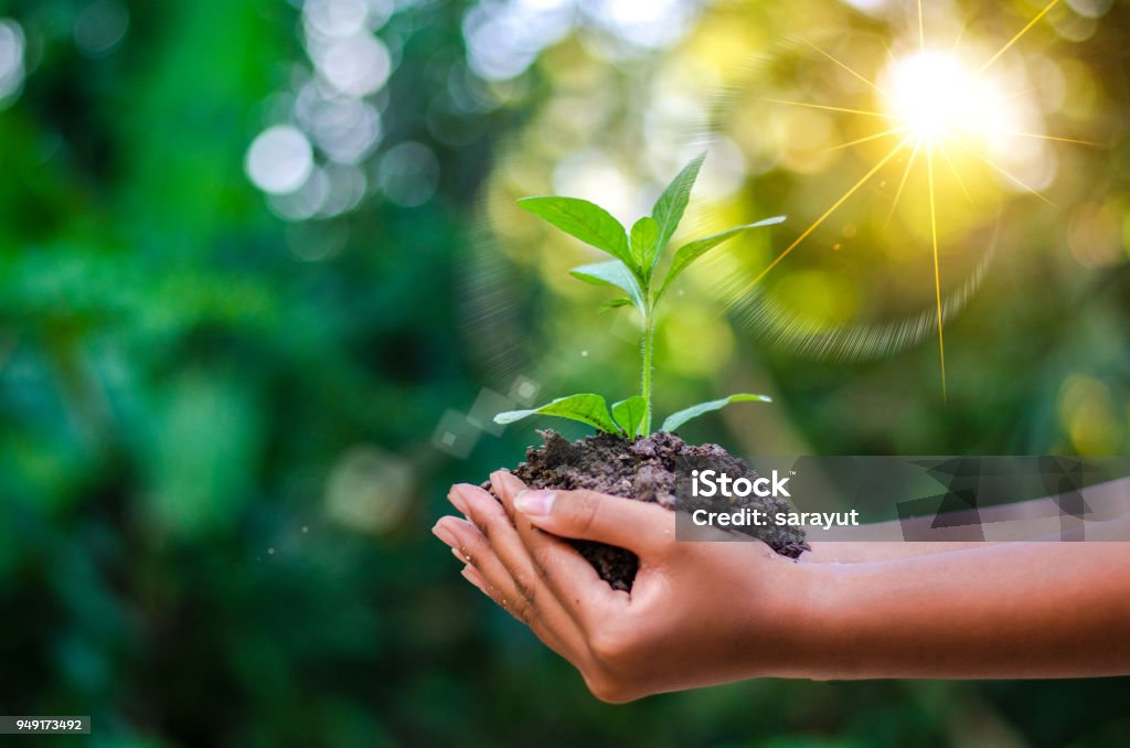 ecology