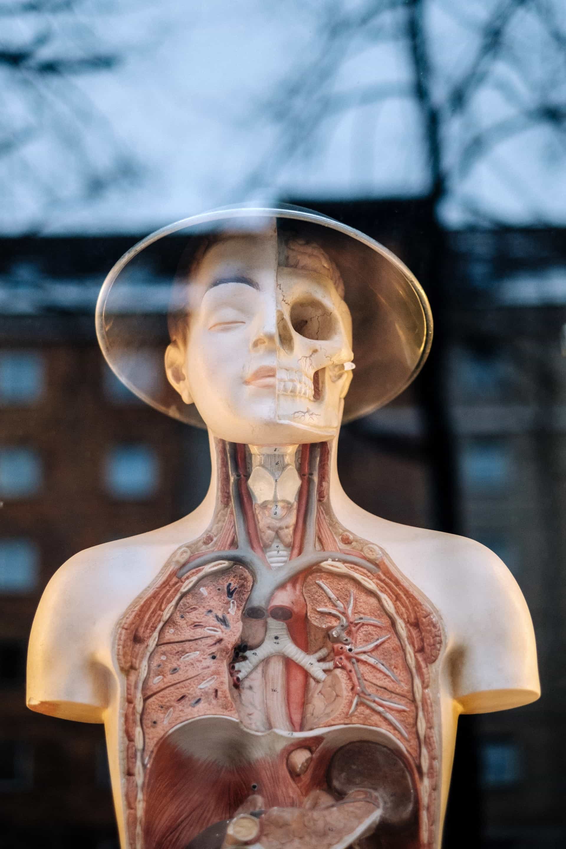 human body
